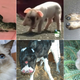 Illustration for article titled These 8 Double-Headed Animals Are the Saddest Weirdest Things